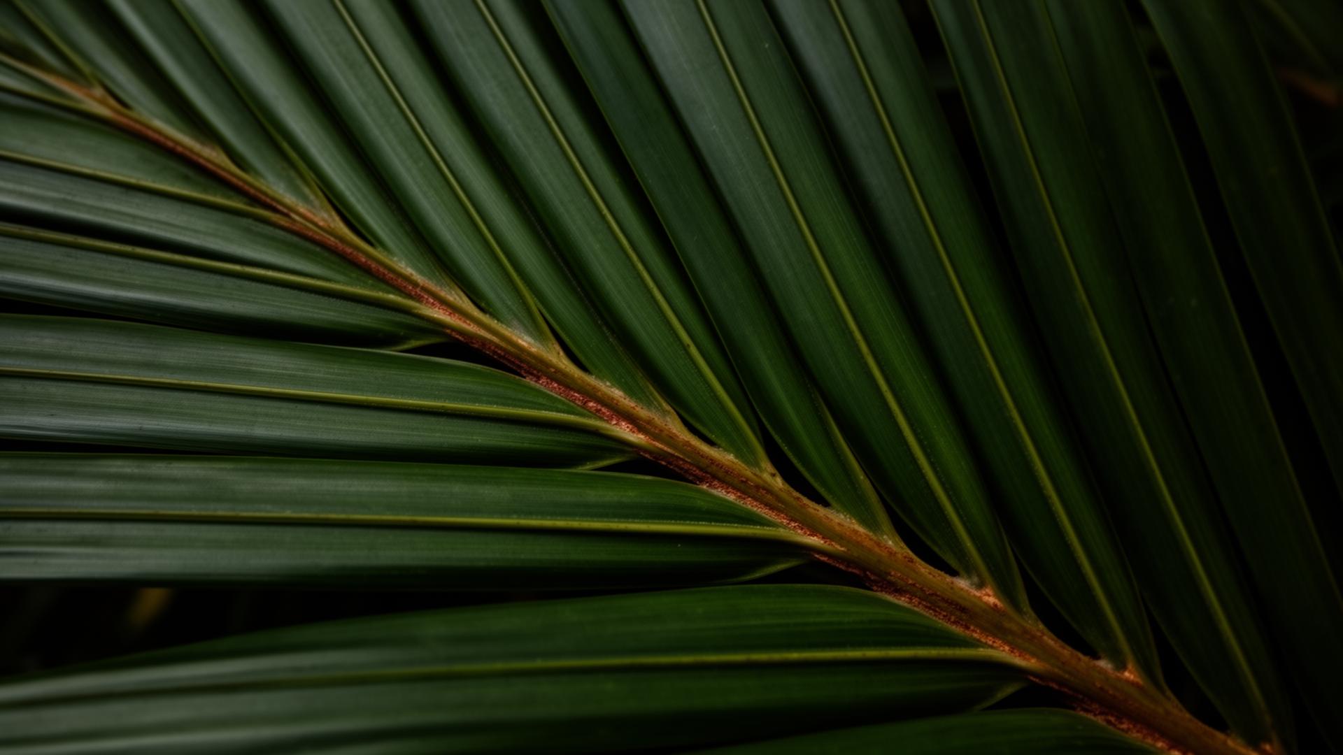 Folhas de coqueiro
